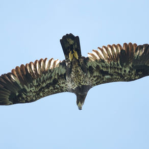 Identification Series: Eagles 