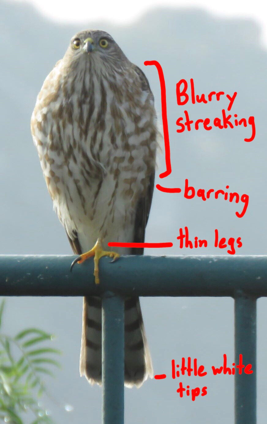 Juvenile Sharp-shinned Hawk sitting on a railing, retrieved from Flickr, taken by patrick pearce, and annotated identification features written by Alessandra Kite