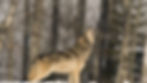 ree