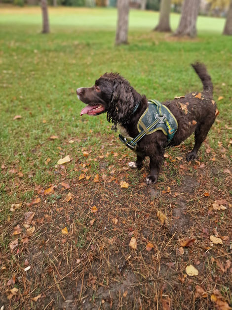 Late morning Walk in Kingsthorpe