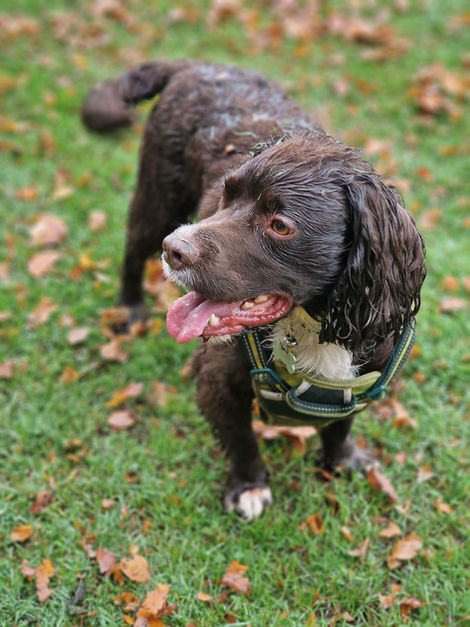 Late morning Walk in Kingsthorpe