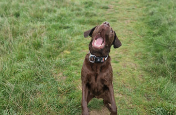 Late morning Walk in Kingsthorpe