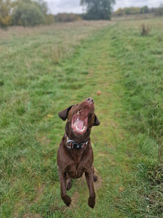Late morning Walk in Kingsthorpe
