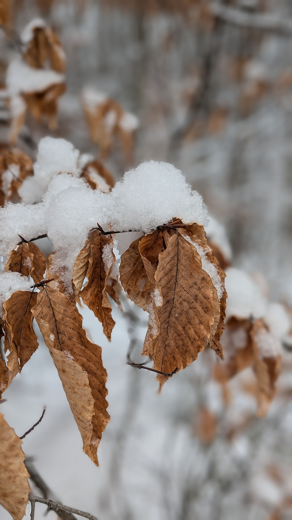 Beech leaves with snow