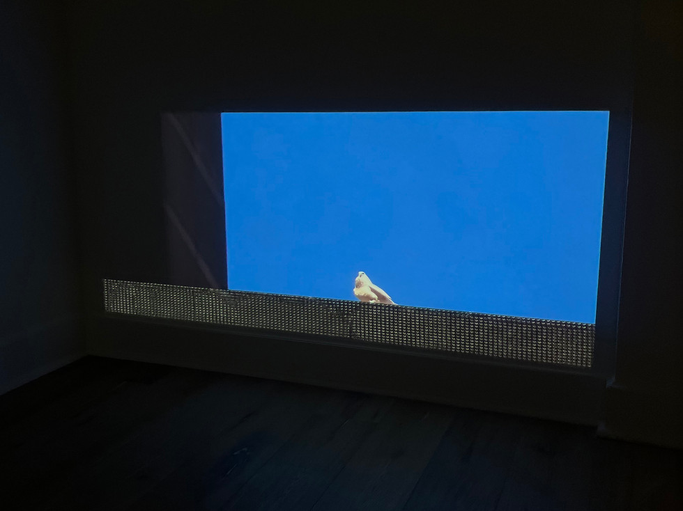 KCCDC_Pigeonese.jpg