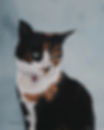 Cat Portraits