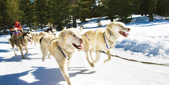 ADVENTURES BY DISNEY WINTER IN WYOMING 2017 ADULT-EXCLUSIVE DEPARTURE STILL AVAILABLE