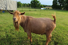 bucks 009.JPG