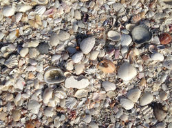 sea shells