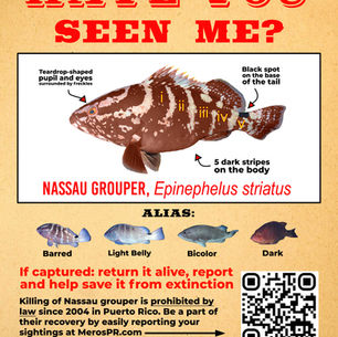 Mero Cherna: Se Busca Vivo