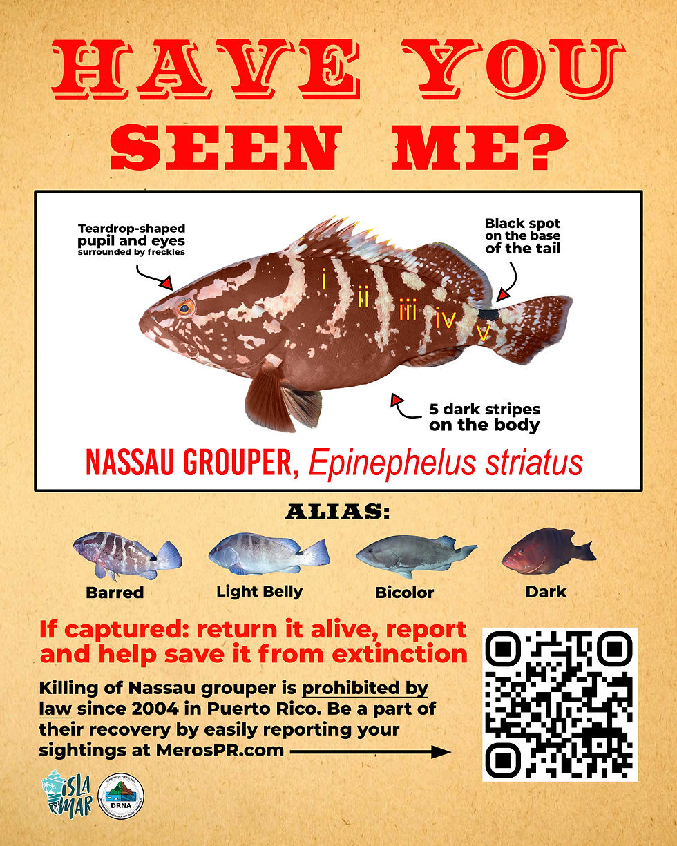 Nassau Grouper: Wanted Alive