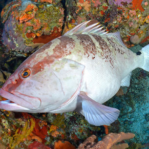 Characterizing critical habitat of Nassau grouper