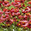 Thumbnail: Blanket Flower BURGUNDY Red Flowers Perennial Gaillardia Native NonGMO 100 Seeds