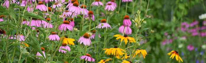 PERENNIAL WILDFLOWER SEEDS HEADER.jpg