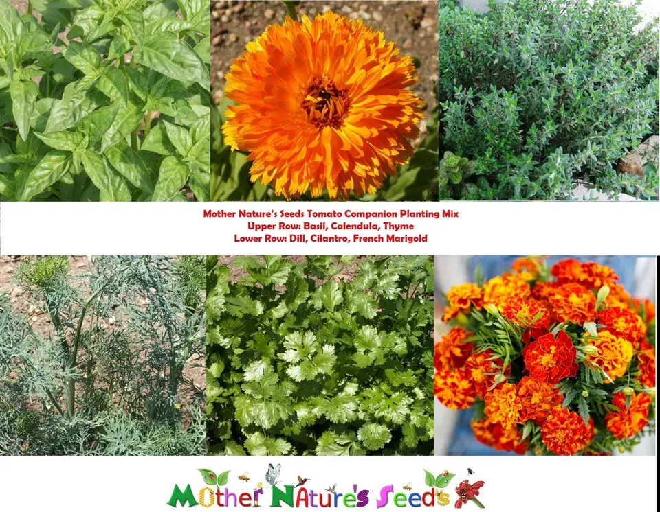 Tomato COMPANION PLANT MIX w/ Thyme, Basil, Marigold & more Non-GMO 350+ Seeds