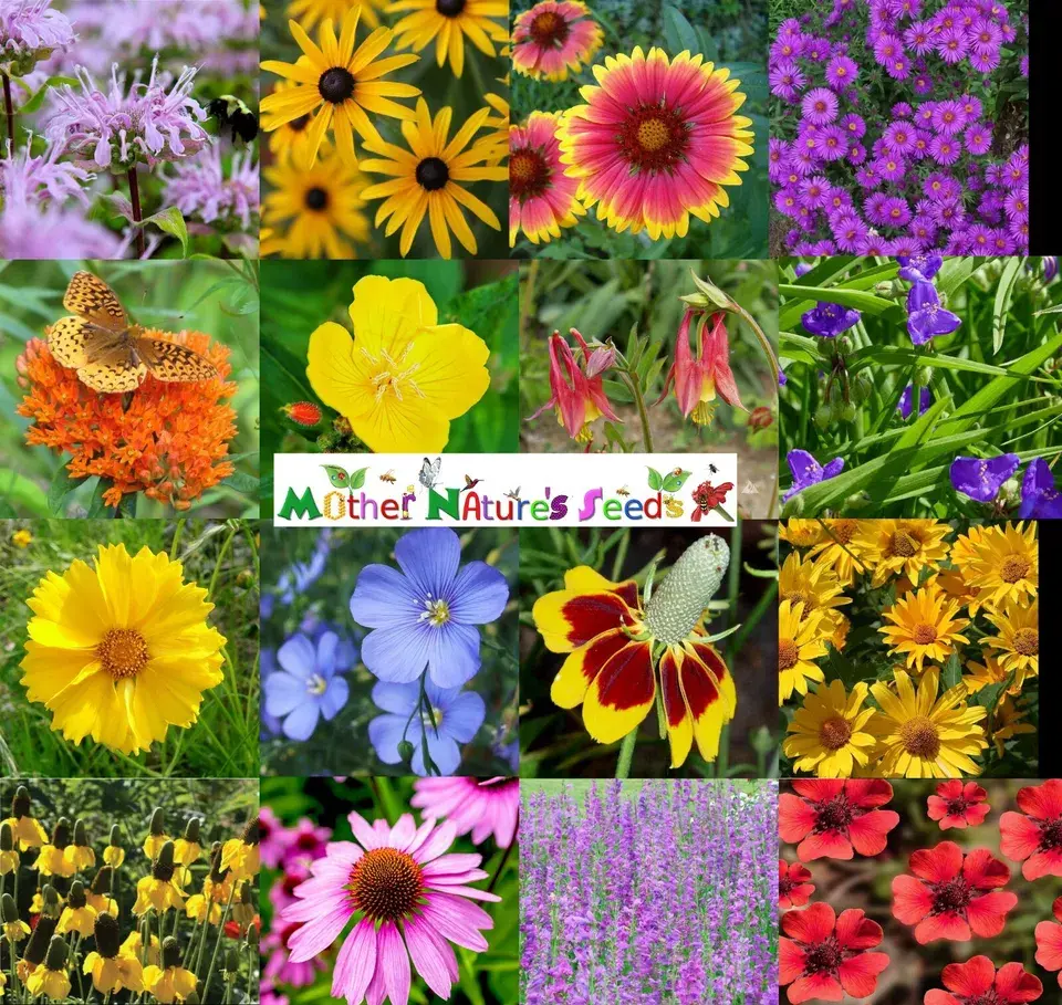 Wildflower Mix NATIVE ALL PERENNIAL Butterflies BEES Heirloom Non-GMO 500 Seeds!