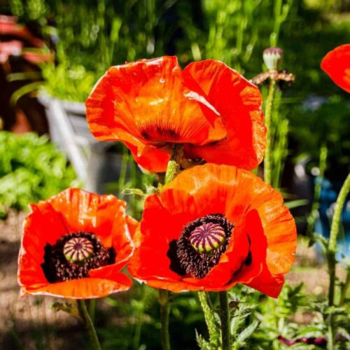Poppy PRINCE OF ORANGE Red Orientale Perennial Fall Planting Non