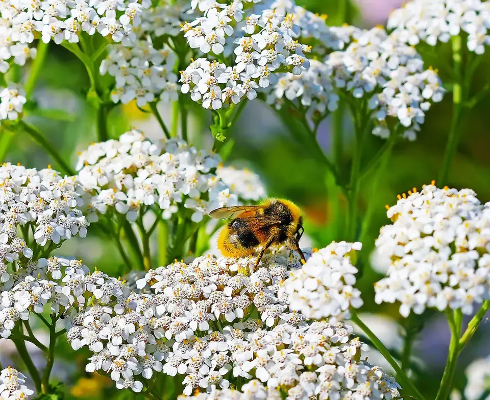 Yarrow WESTERN Perennial White Flowers Xeriscaping Dry Area Non-GMO 500 Seeds