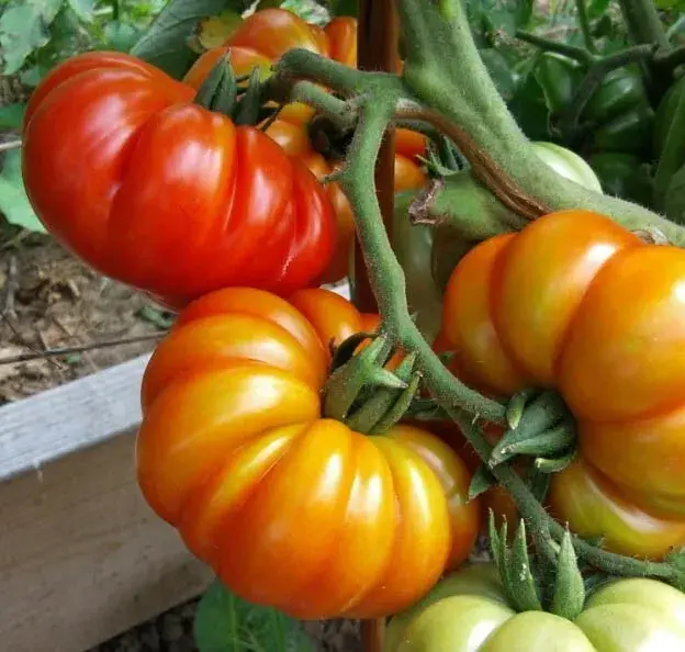 Tomato CUOSTRALEE 2023 Ribbed Beefsteak Indeterminate Heirloom Non-GMO 30 Seeds