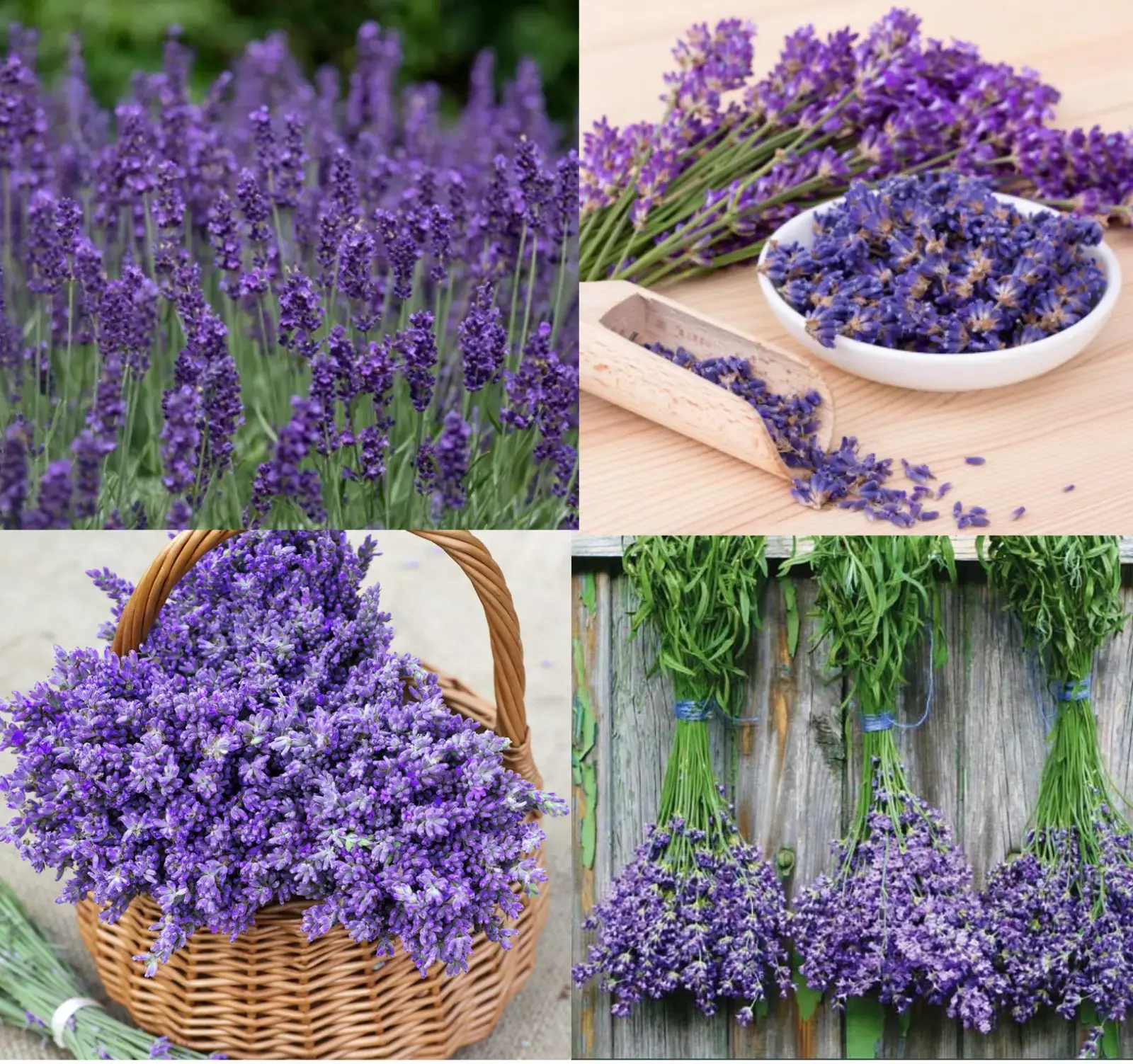 LAVENDER MIX Munstead & Vera Perennial Medicinal Dried Flowers Non-GMO 200 Seeds