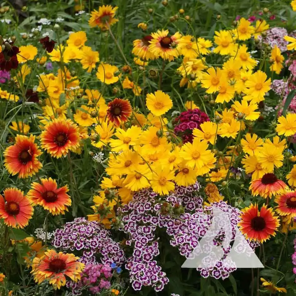 Wildflower Mix KNEE-HIGH Heirloom Flowers Butterflies Non-GMO 500+ Seeds!