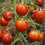 Thumbnail: TOMATO 42 DAY World's Fastest Growing Tomato Plant High Yielding NonGMO 30 Seeds