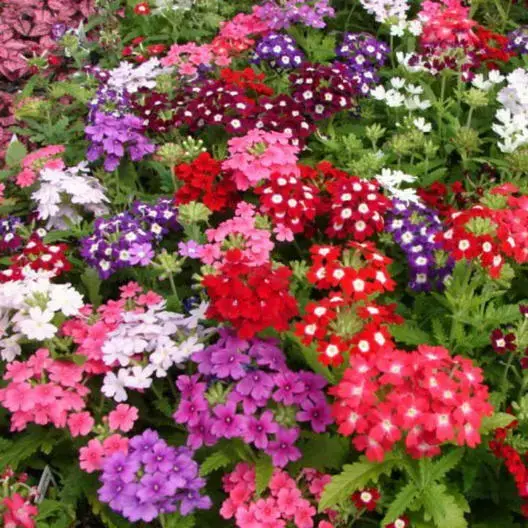 Verbena COMPACTA Mix Dwarf Groundcover Tender Perennial Bees Non-GMO 200 Seeds