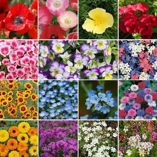 Wildflower Mix SHORTY LOW GROW Short Flowers Heirloom Non-GMO 500+ Seeds!