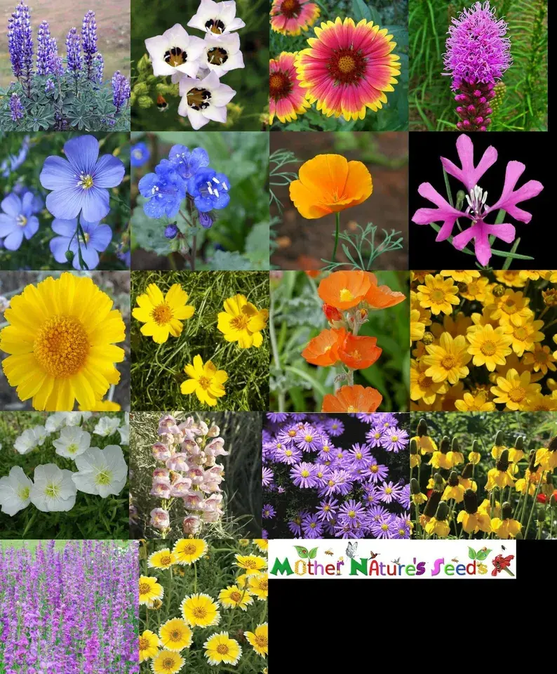 Wildflower Mix XERISCAPE WESTERN U.S. Drought Tolerant Flowers Non-GMO 350 Seeds