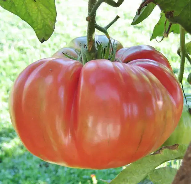 Tomato BRANDYWINE PINK Beefsteak Heirloom Indeterminate Non-GMO 50 Seeds!