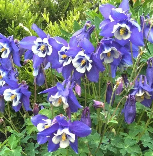 Columbine BLUE Perennial Native Spring Blooms Fall Planting Non-GMO 100 Seeds