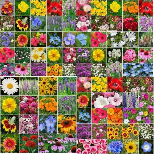 Landscaper s Pack EVERYTHING FLOWER MIX Bulk Over 40 Different Kinds landscaper-s-pack-everything-flower-mix-bulk-over-40-different-kinds