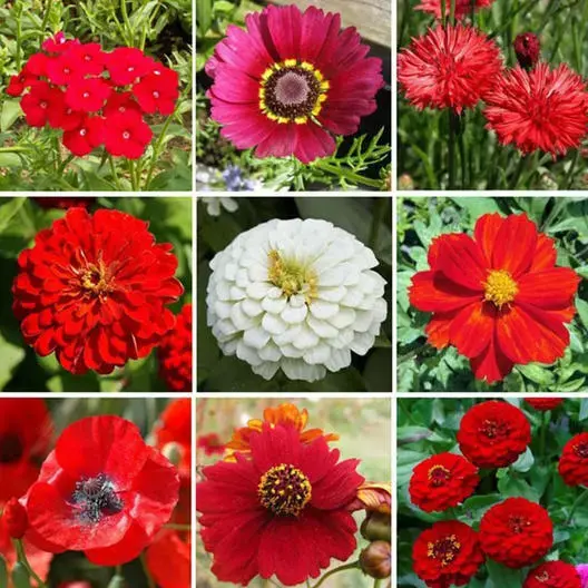 Wildflower Mix BIG RED Heirloom Flowers Hummingbirds Bees USA Non-GMO 500+ Seeds