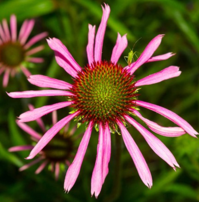 Coneflower NARROW LEAF PURPLE Perennial Medicinal Pollinators Non-GMO 100 Seeds