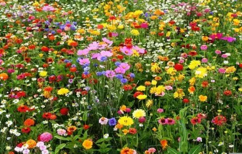 Wildflower Mix CUT FLOWERS Beautiful Blooms Heirloom USA Non-GMO 500+ Seeds