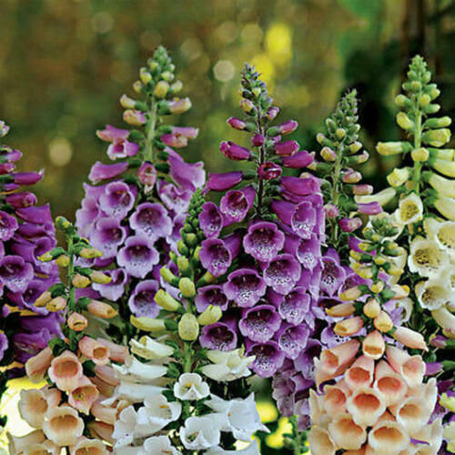 Foxglove Dwarf FOXY MIX Deer Resistant Biennial Hummingbirds Non-GMO 400 Seeds