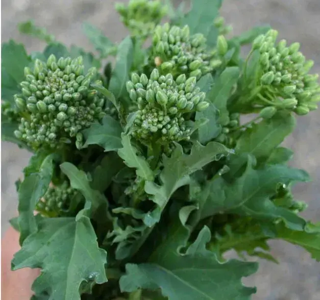 BROCCOLI RAAB Spring Rapini Cool Season Microgreens Italian Non-GMO 200 Seeds