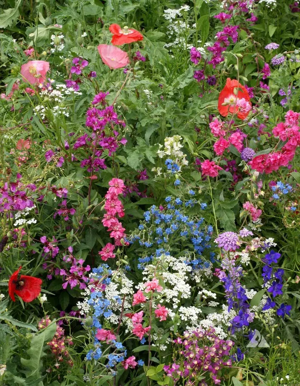 Wildflower Mix SHADE with Perennials 16 Species Pollinators Non-GMO 500+ Seeds
