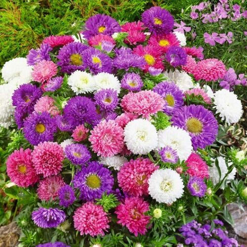 Aster DWARF COLOUR CARPET Mix Low Grow Dwarf Double Compact Non-GMO 200 Seeds