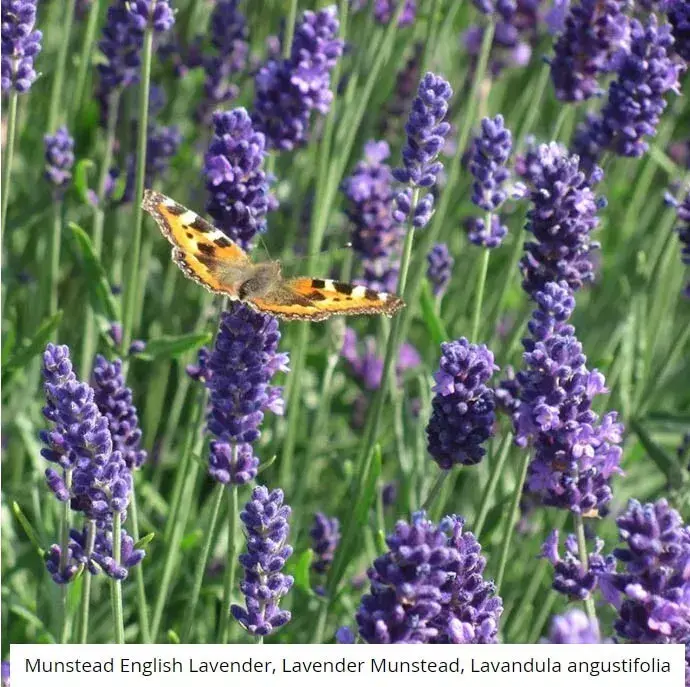 LAVENDER, MUNSTEAD Perennial Container Garden Medicinal Dried Non-GMO 100 Seeds