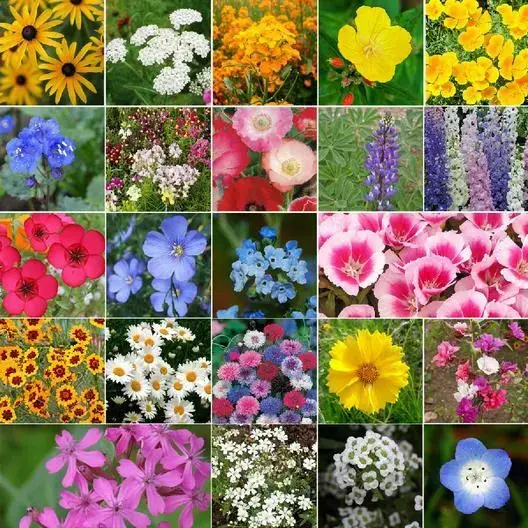 Wildflower Mix COASTAL CALIFORNIA 25 Species Regional Flowers NonGMO 1000 Seeds!