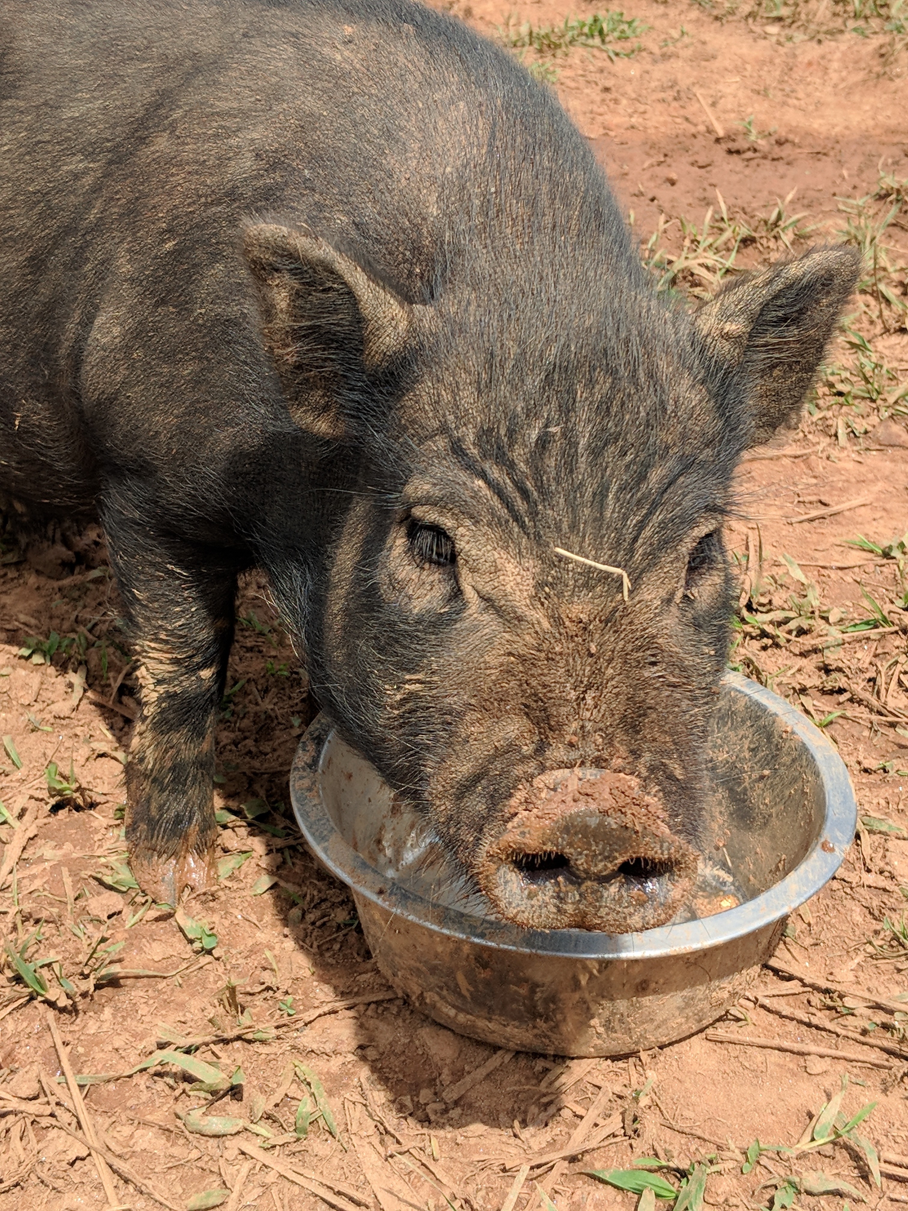 Super Wonder Pig Blue