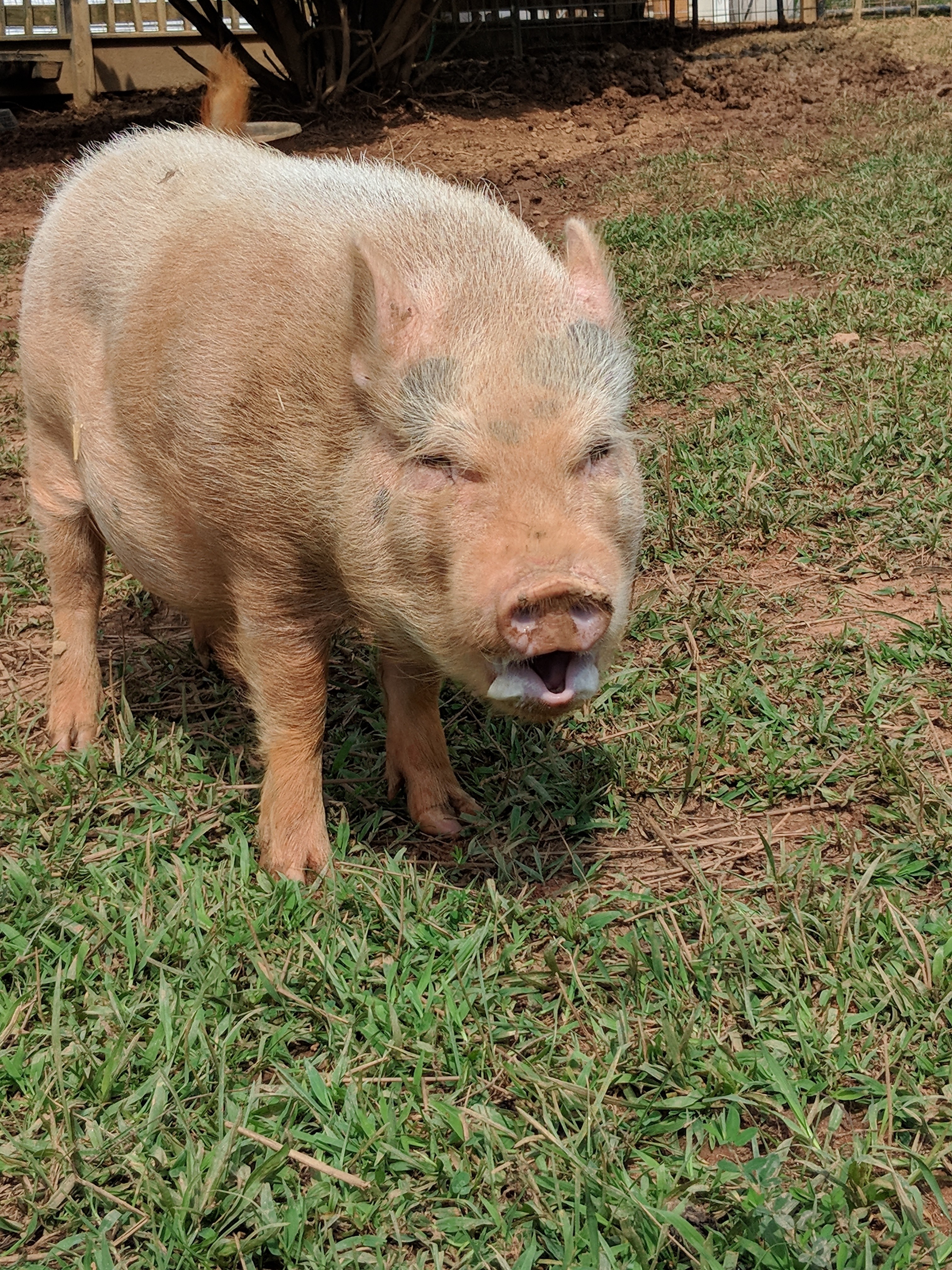 Wilbur