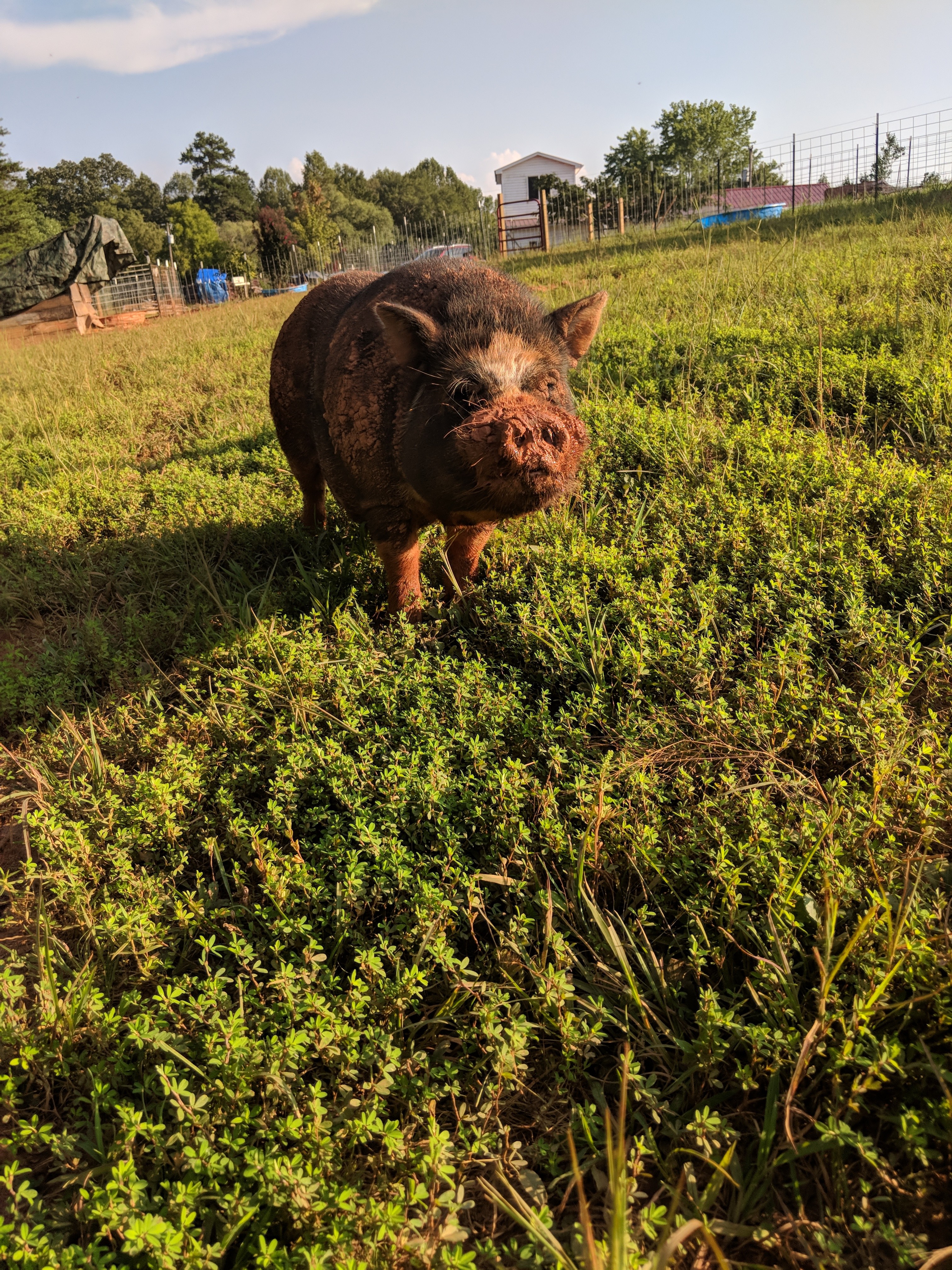 Pumba