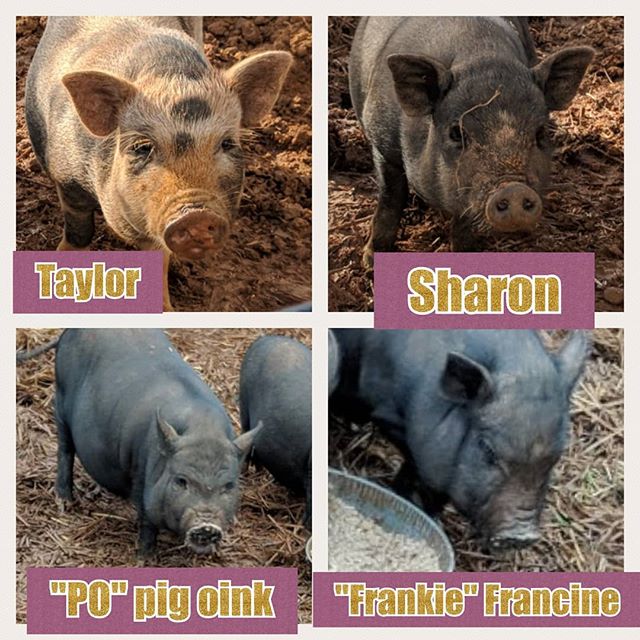 The Harnett County Girls
