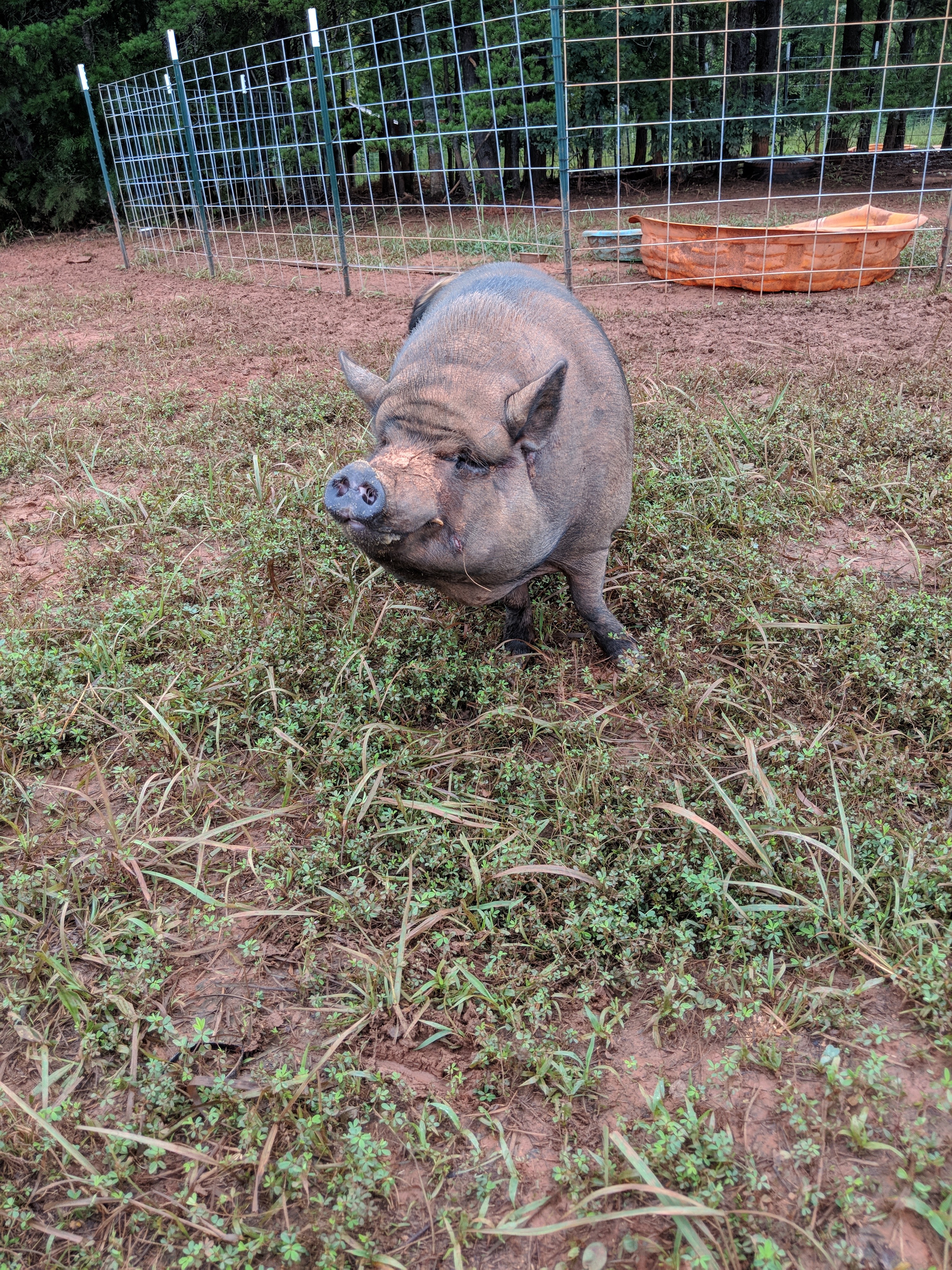 Iggy (The Piggy!)