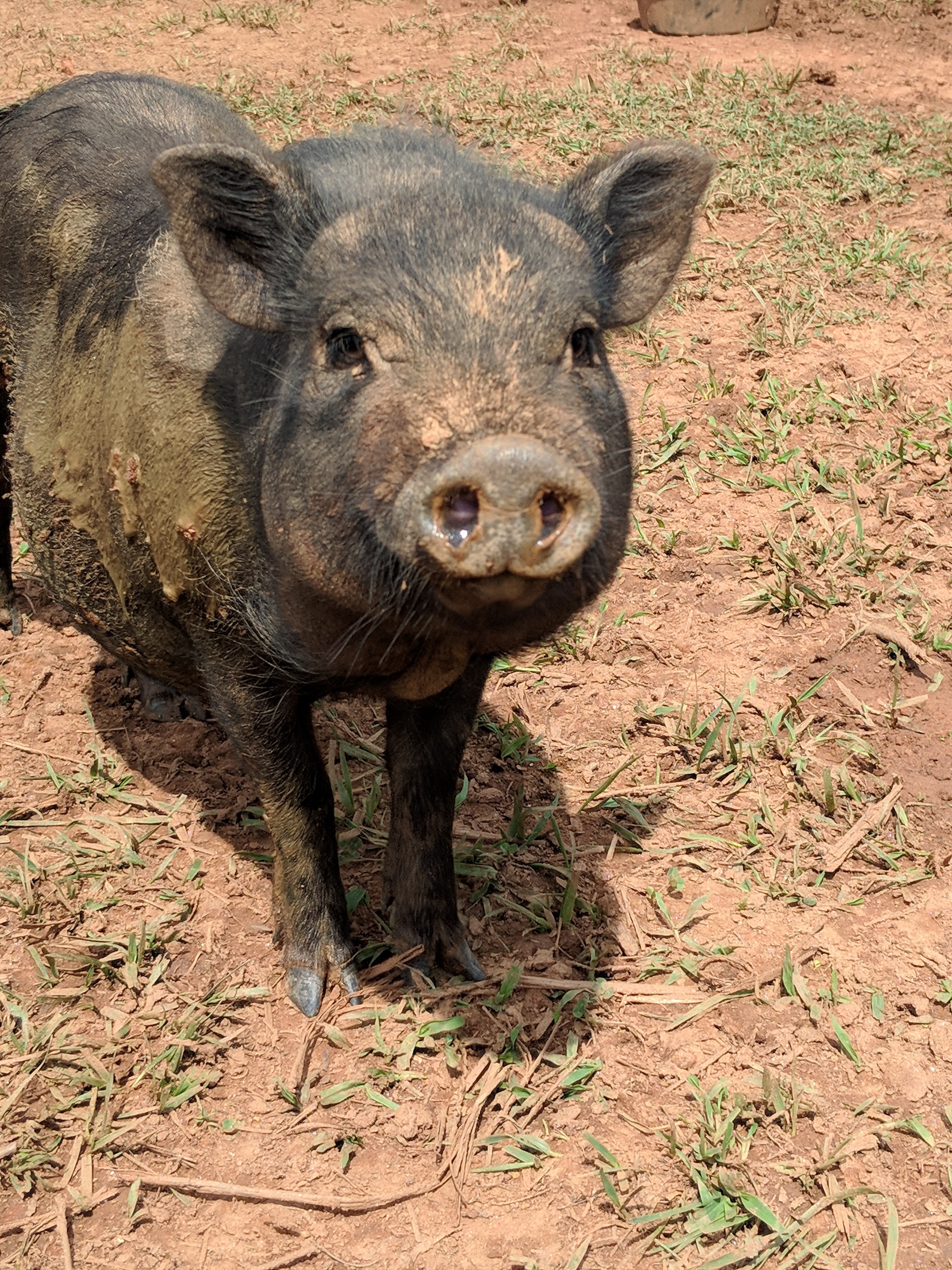 Super Wonder Pig Violet