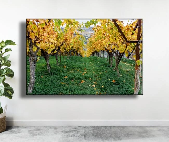 קנבס לסלון - יער עתיק