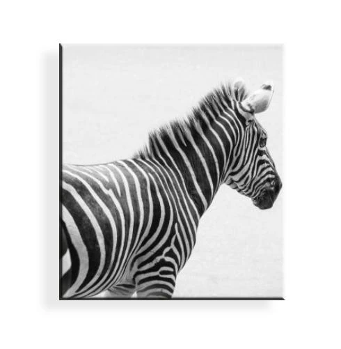 זברה על קנבס מרובע - תמונות קיר זברות על קנבס ממוסגרת תמונות בעלי חיים זברות ממוסגרות מסגרת למשרד לסלון