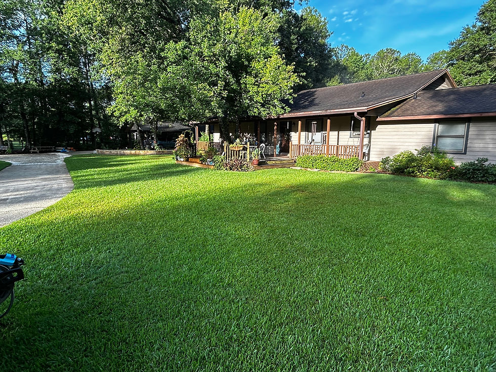 Lawn front of house.jpeg